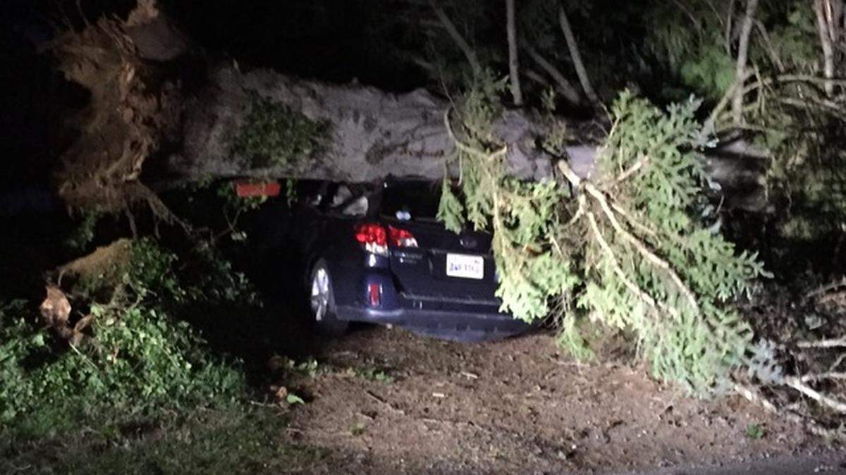 Friday night’s wind storm caused a large tree to fall on a car in the 2900 block of Elm Street in Bellingham.