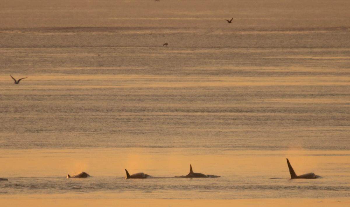 Southern Resident orcas of the J pod are shown in an undated photo.