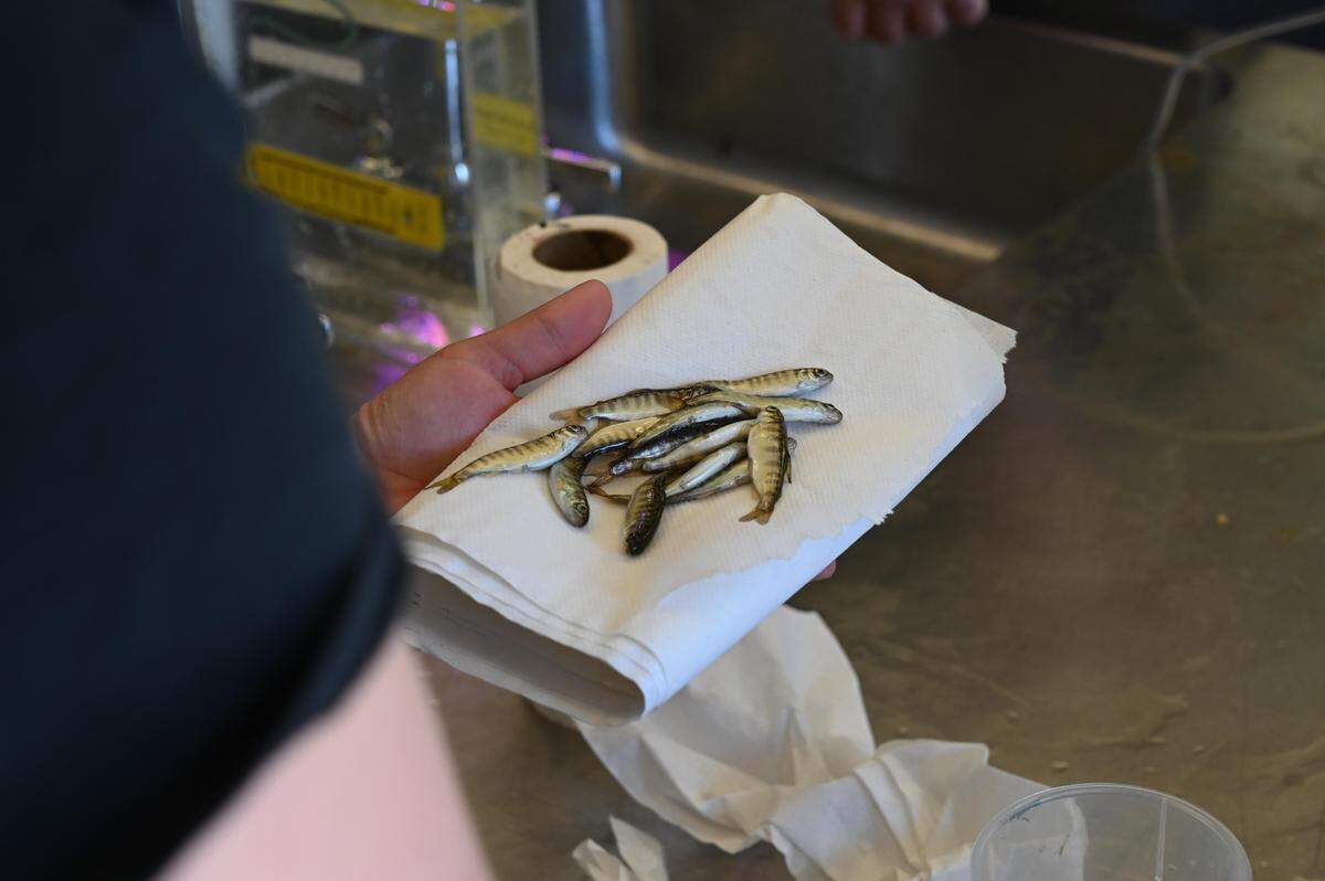 Tiny Chinook salmon are examined in April 2021 at the Whatcom Creek Fish Hatchery in Bellingham.