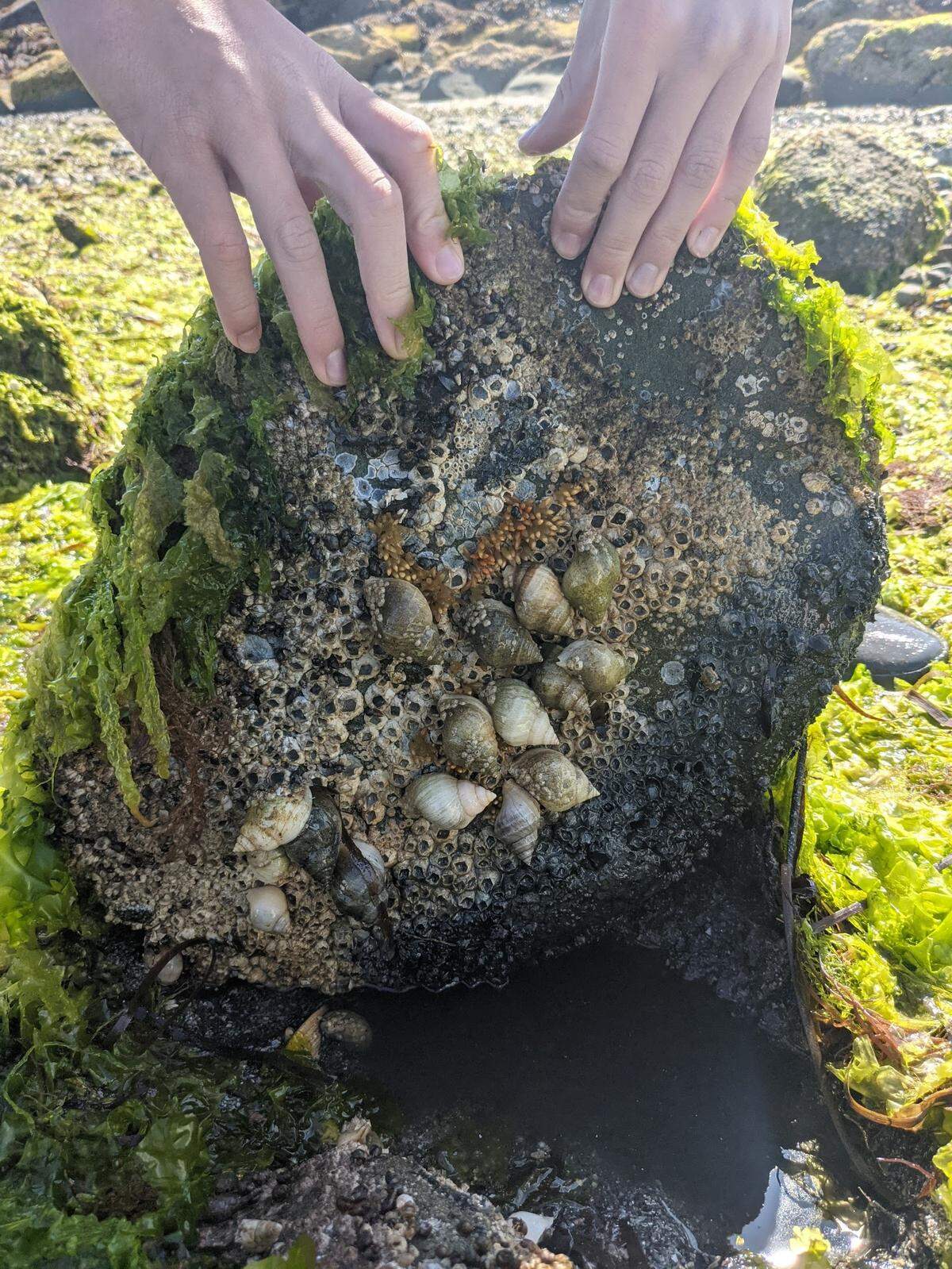 With low tides revealing marine life, such as this Tuesday, May 3, at Marine Park in Bellingham, the Marine Life Center encourages explorers to only gently lift rocks by tilting them back in one direction and always setting them back how you found them. The animals underneath require that habitat to survive may dry out if their roof is not returned. Only pick up rocks smaller than the size of your own head, to help avoid crushing delicate animals below.