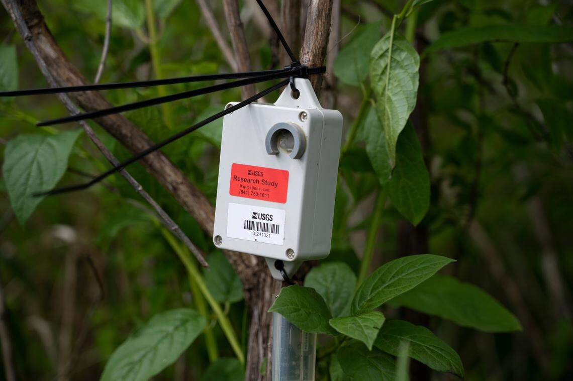 A device that will gather the soundwaves created by non-native bull frogs’ croaks hangs on a tree near Mirror Lake on Friday, May 28, in Whatcom County.