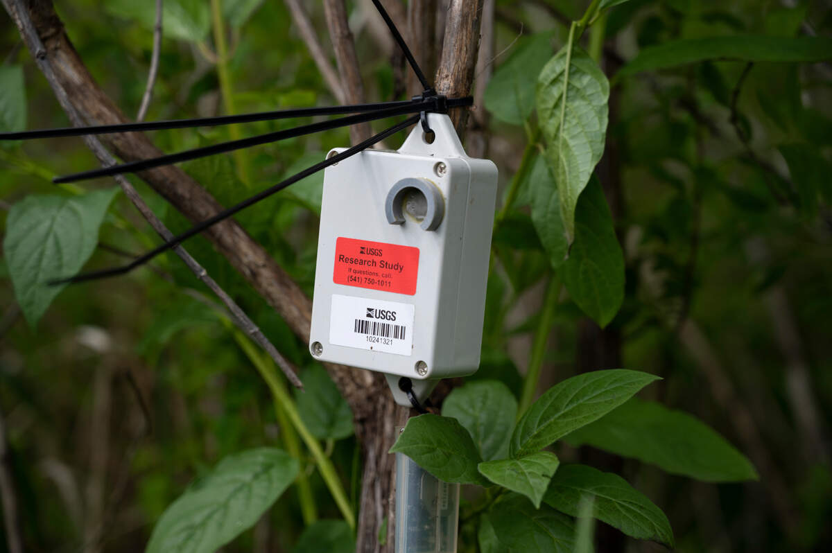 A device that will gather the soundwaves created by non-native bull frogs’ croaks hangs on a tree near Mirror Lake on Friday, May 28, in Whatcom County.