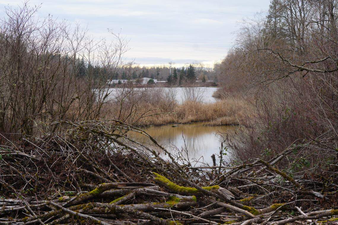 A view of Sunset Pond through the surrounding marshland.