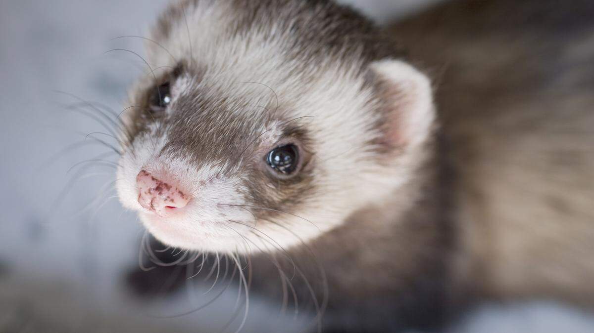 A resident of a home on Guide Meridian north of Bellingham was treated for minor smoke inhalation Wednesday morning after running back into the burning home to rescue a ferret like the one in this stock image. “Of course from a safety point of view, we always discourage people from re-entering a burning building,” North Whatcom Fire Chief William Pernett said. “This is very dangerous.”