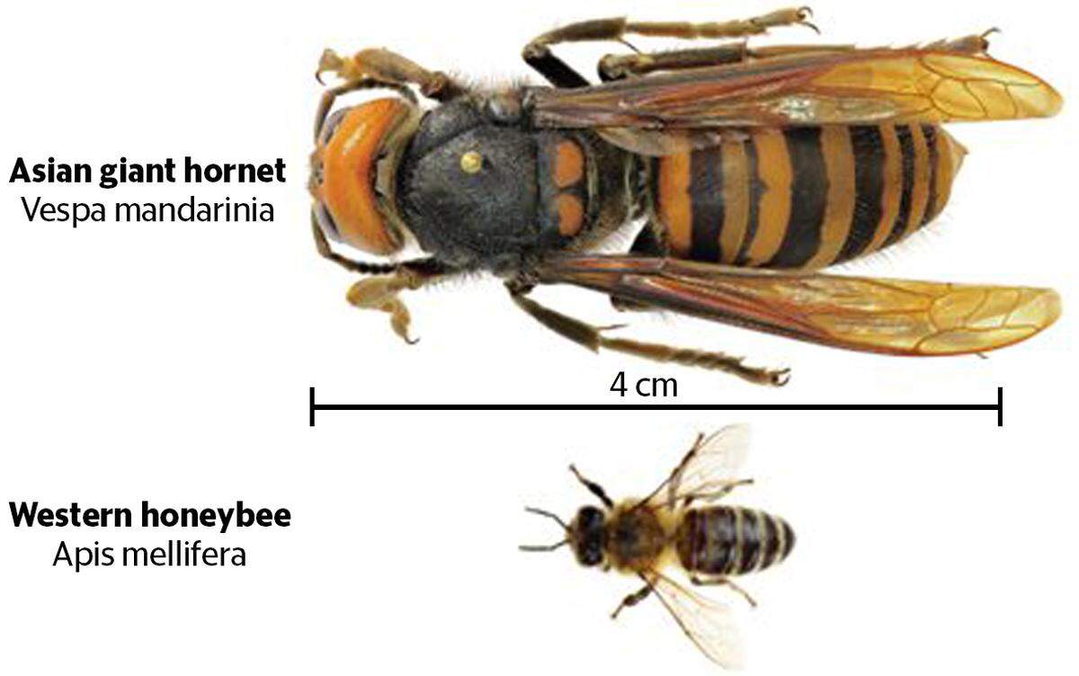 An Asian giant hornet compared to a honeybee.