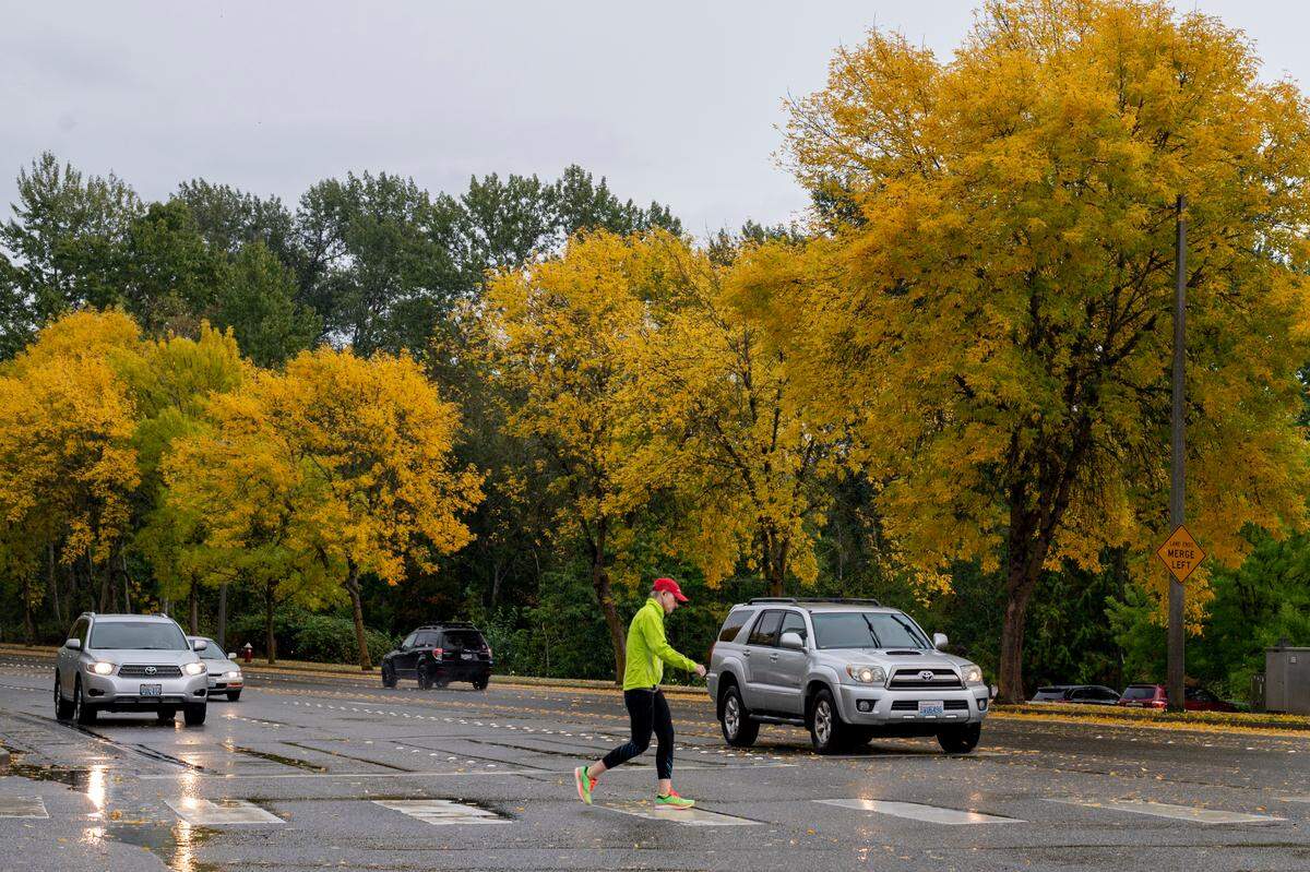 Trees begin to turn yellow in the rain along Barkley Boulevard on Friday, Sept. 17, 2021, in Bellingham, Wash. 
