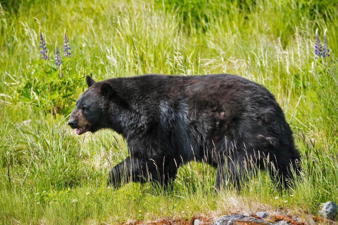 Though you’re not likely to see a bear in the Triangle, you can take steps to prevent encounters. This is a file photo.