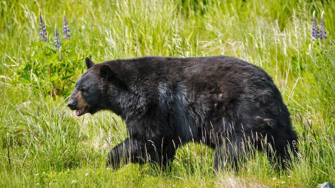 Two black bears are now using a Centralia neighborhood’s trash cans, bird feeders and compost piles for their food.