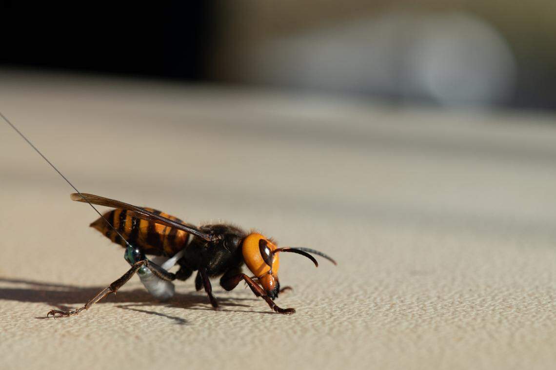 Washington State Department of Agriculture entomologists were able to attach radio trackers to three live Asian giant hornets, one of which led them back to its nest southeast of Blaine, Wash., on Thursday, Oct. 22. It’s the first nest of the invasive hornets found in Washington state and the U.S.