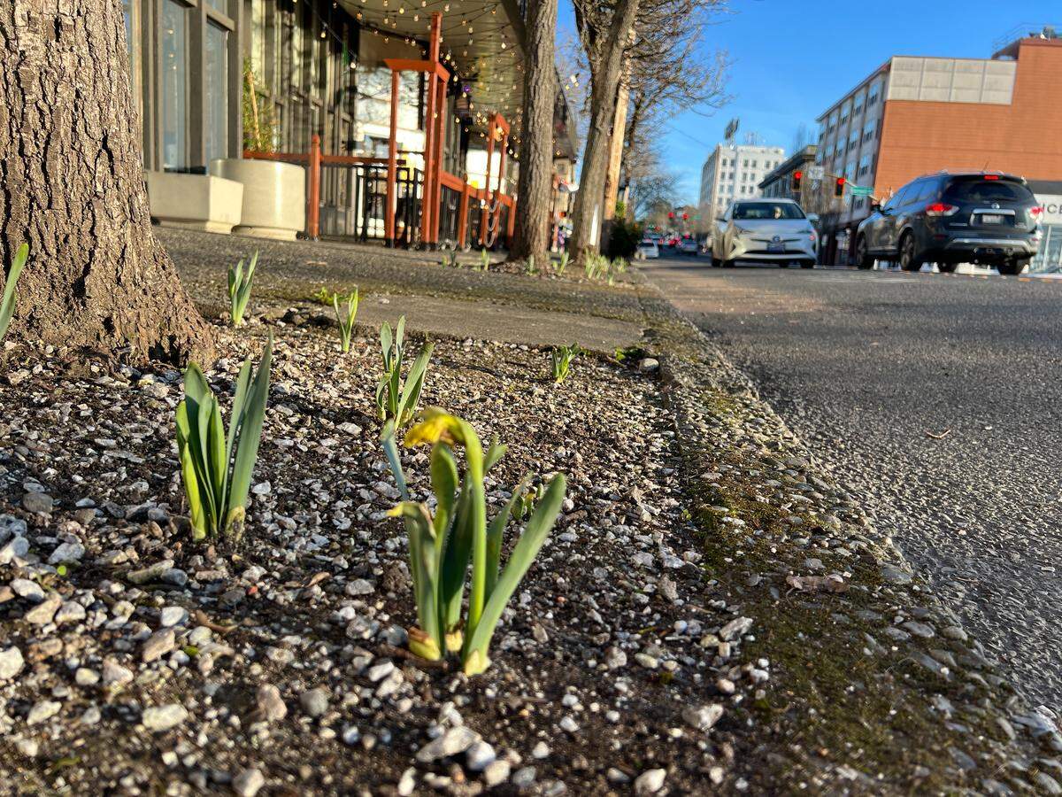 Daffodils begin to blossom Feb. 11 along Chestnut Street in downtown Bellingham. The first 11 days of the month saw temperatures above 50 degrees each day.