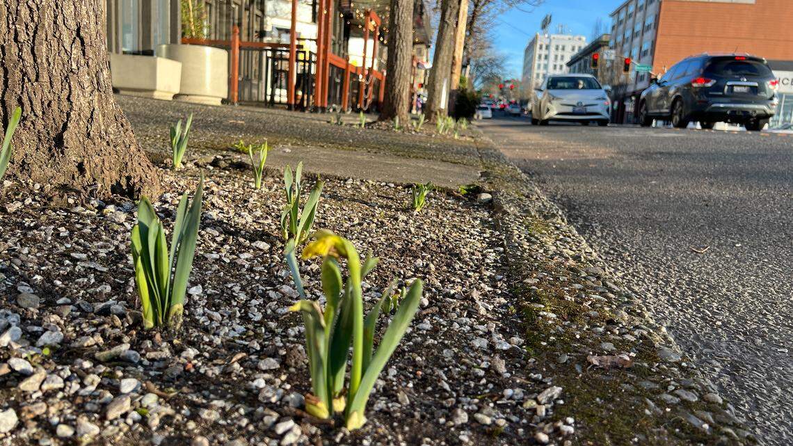 As La Niña fades, weather service issues spring forecast for Whatcom County