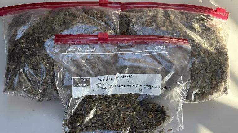 Plans for boating? WA officials need help keeping this invasive mussel away