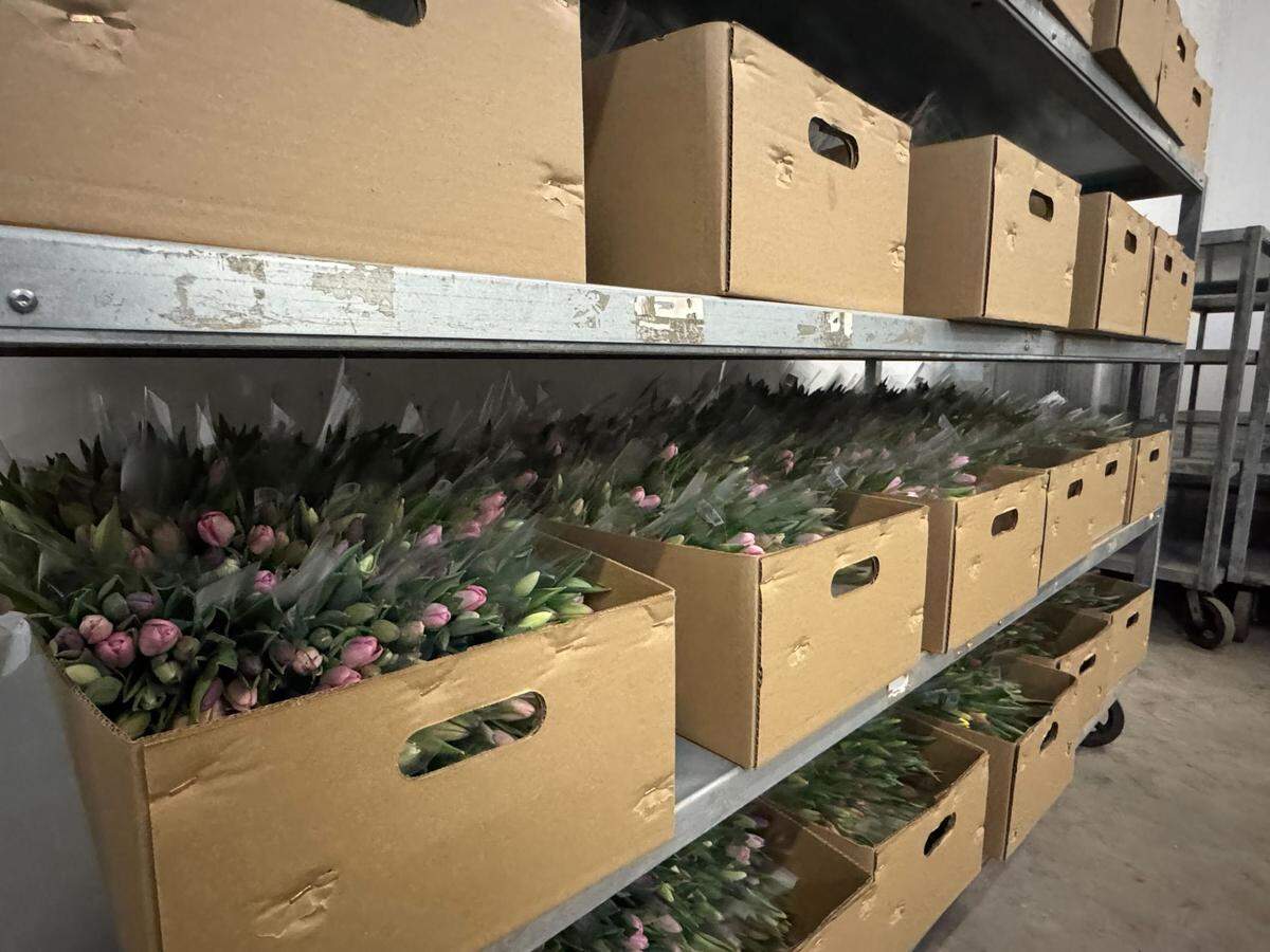 Packaged tulip bunches ready to be shipped at the Washington Bulb Company and RoozenGaarde on March 13, 2025 at 15867 Beaver Marsh Rd. in Mount Vernon, WA.