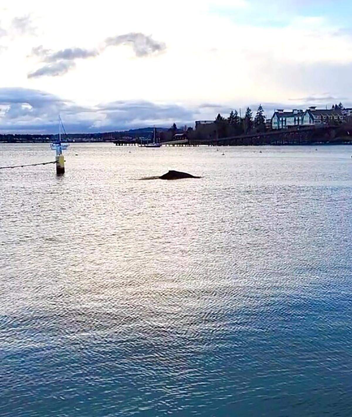 A humpback whale was spotted in Bellingham Bay the weekend of March 19-20 and shared on Facebook by the Port of Bellingham on Monday, March 21.