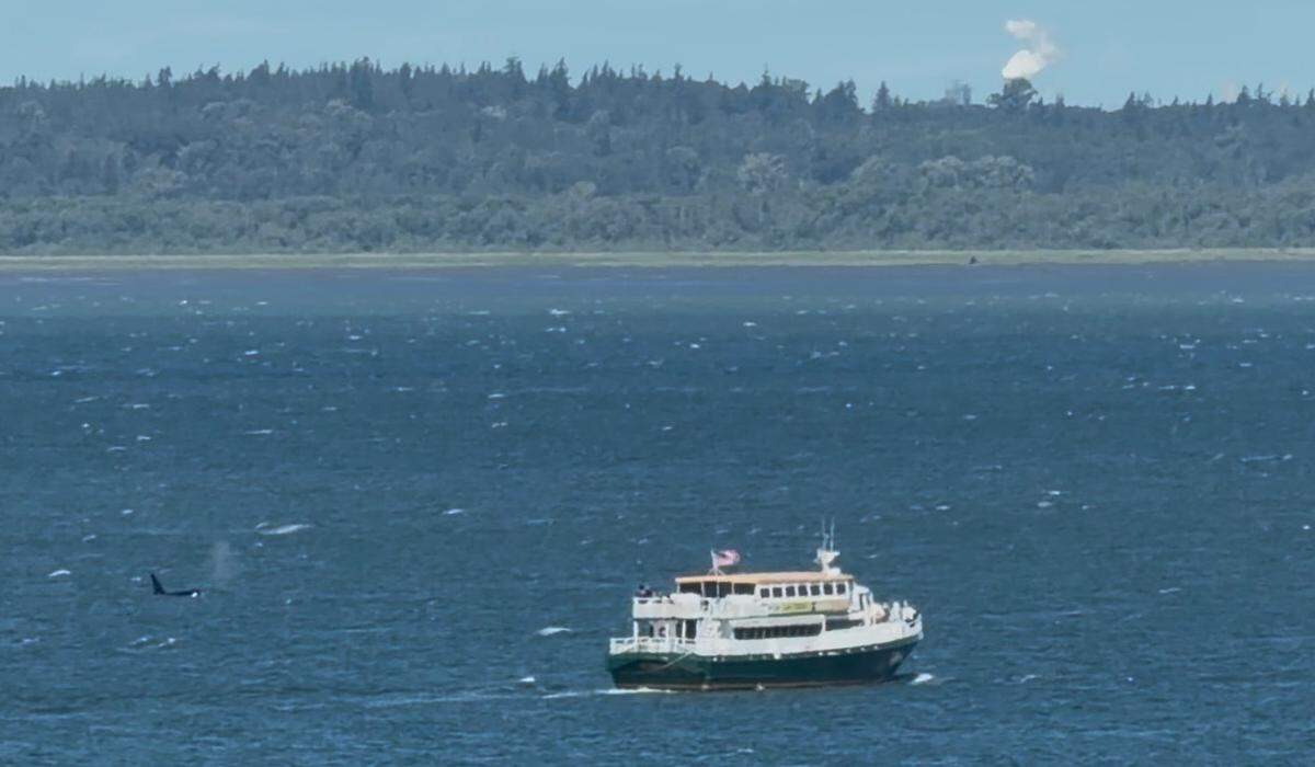 An orca whale was seen swimming near a boat in Bellingham Bay on June 4, 2026.