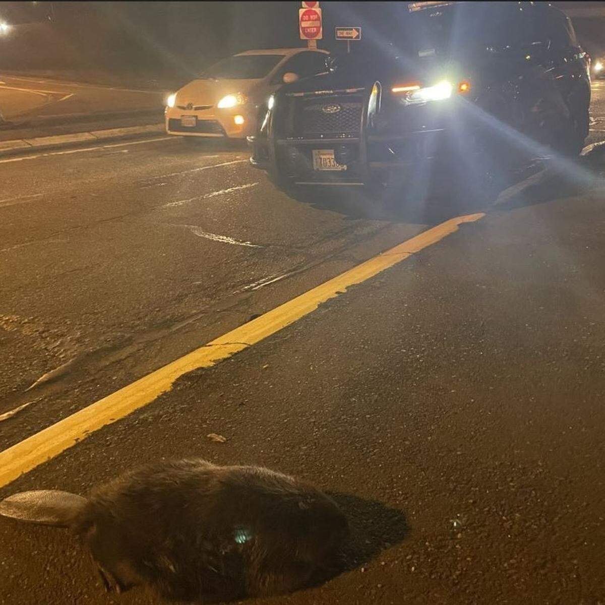 A beaver was reported blocking traffic and required a police response.