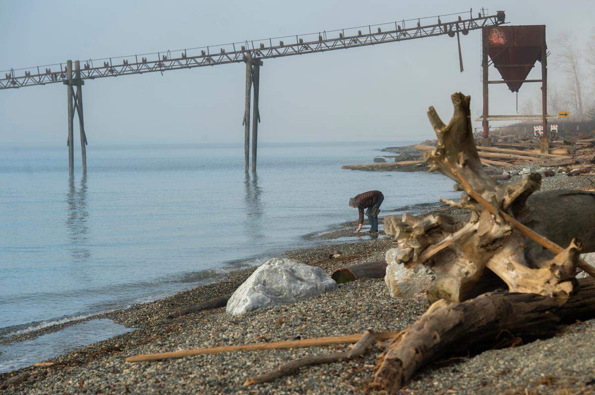 Denise Edwards looks at rocks at the beach off Gulf Road on Thursday, Jan. 27, near Ferndale. Edwards said she bring her dog and elderly clients she works with to the beach, “it’s the only beach we have besides Semiahmoo.”