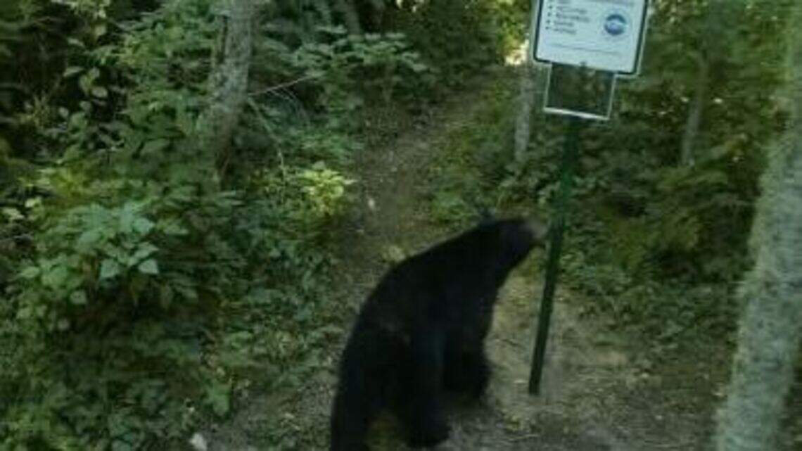 WDFW issues alert after black bear chases hiker, dog along Whatcom County trail