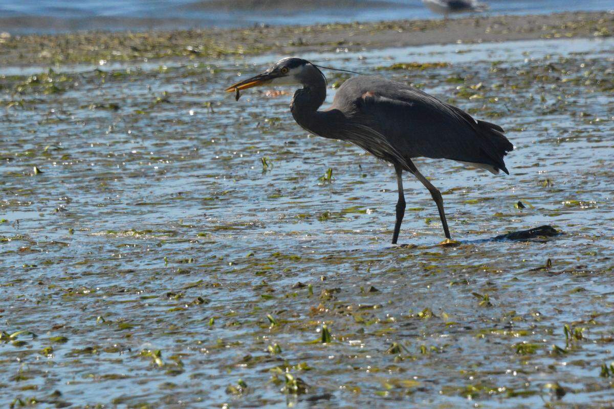 A great blue heron eats a small fish in the eelgrass meadow off Post Point in June 2021. Bellingham officials announced a deal Monday night, to by nearly 2 acres of land near a great blue heron rookery in effort to protect the site from development.