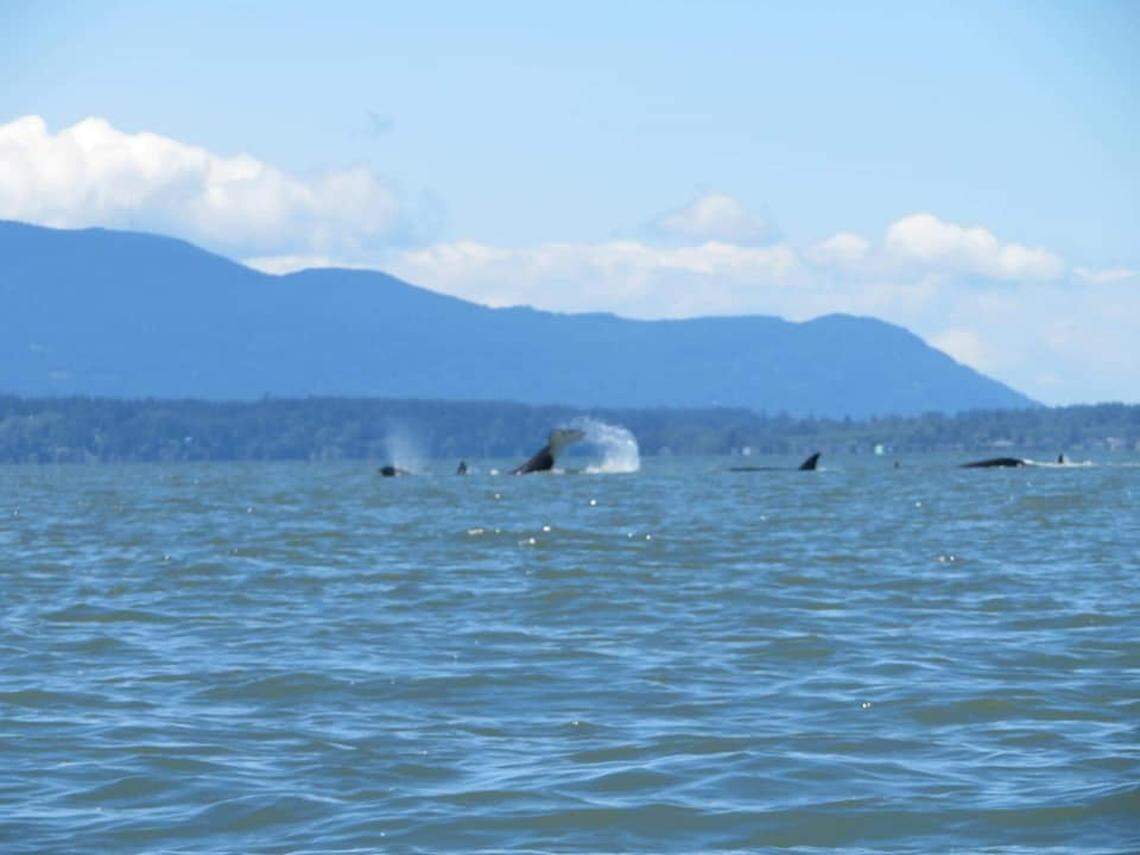 A transient pod of five orca made a rare appearance in Bellingham Bay on Tuesday, May 26, in Bellingham. Tl’uk — the juvenile gray or white killer whale occasionally spotted around the Puget Sound — was part the T46B pod.