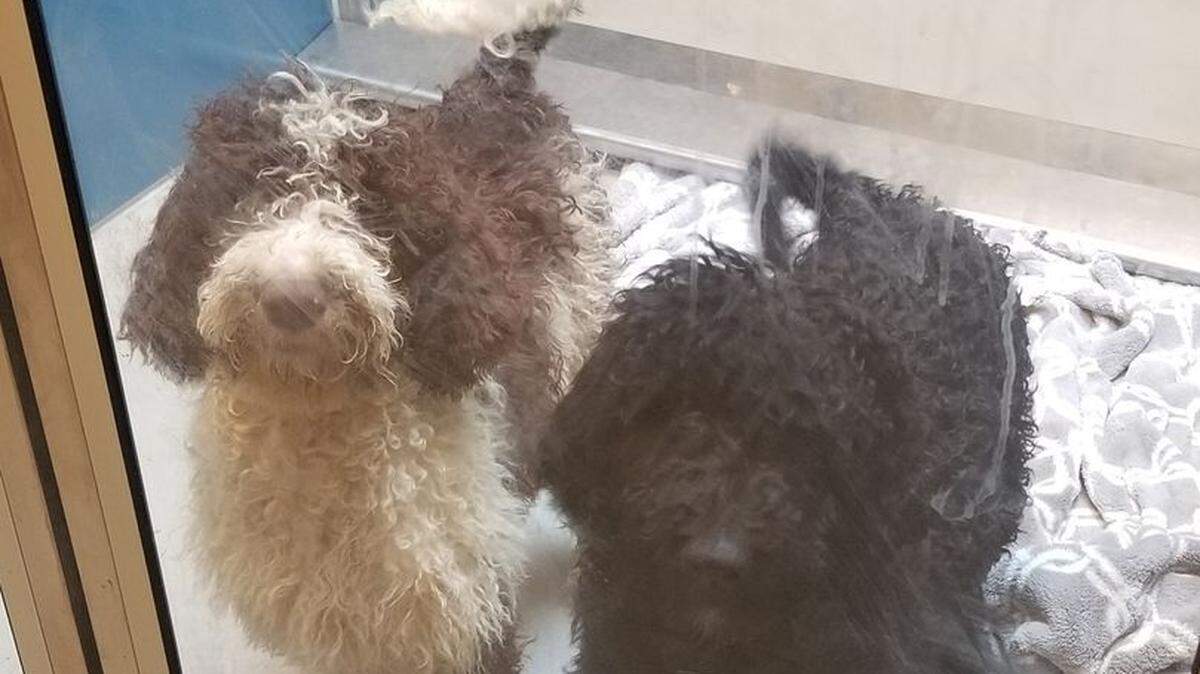 At least 15 doodle puppies were found running stray around Ferndale in late August 2023.