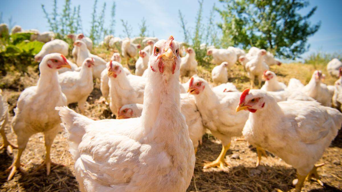 Fairhaven is hosting its first Chicken Festival, bringing Whatcom County a carnival, chicken costume contests, vendors at the family friendly event.