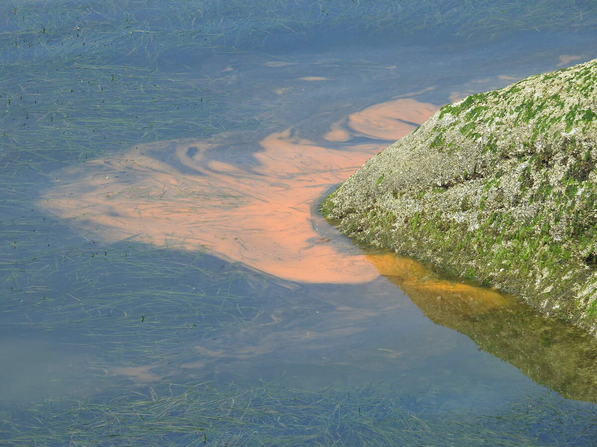 A Noctiluca bloom in Chuckanut Bay created rusty-red patches in the water Tuesday, Aug. 4.