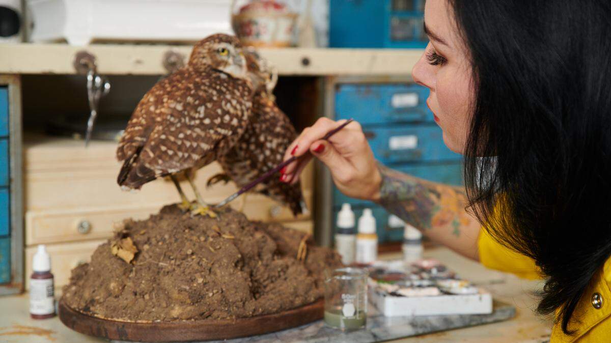 Taxidermist Allis Markham prepares a bird for display. Markham will be in Bellingham for a pair of Whatcom Museum events in late May and early June.