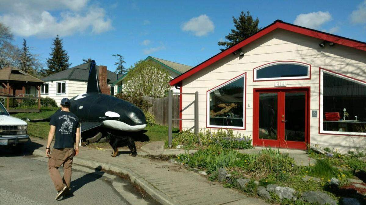 The life-size orca mannequin that used to stand outside Nicki's Bella Marina restaurant at Squalicum Harbor in Bellingham, Wash., now has a new home on Orcas Island outside the office of Outer Island Excursions and Orcas W.I.L.D.