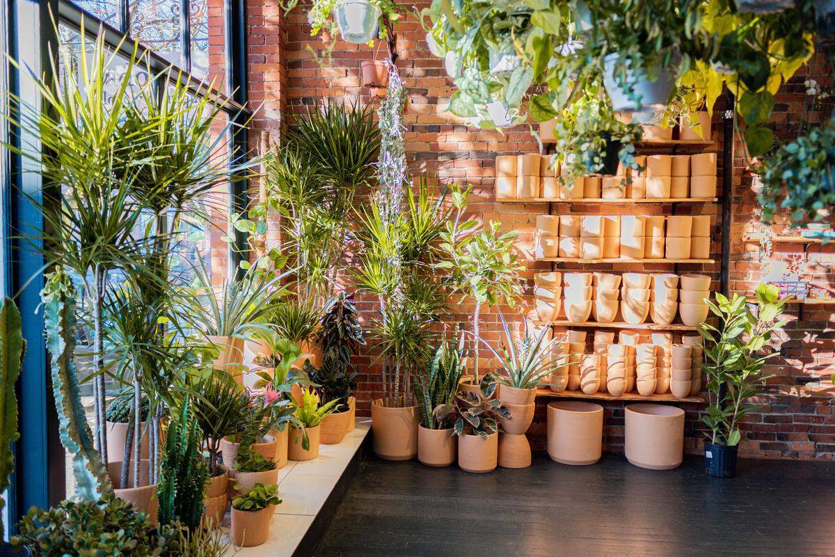 Pottery and planted pots are featured at babygreens plant shop at 915 Harris Ave., Bellingham.