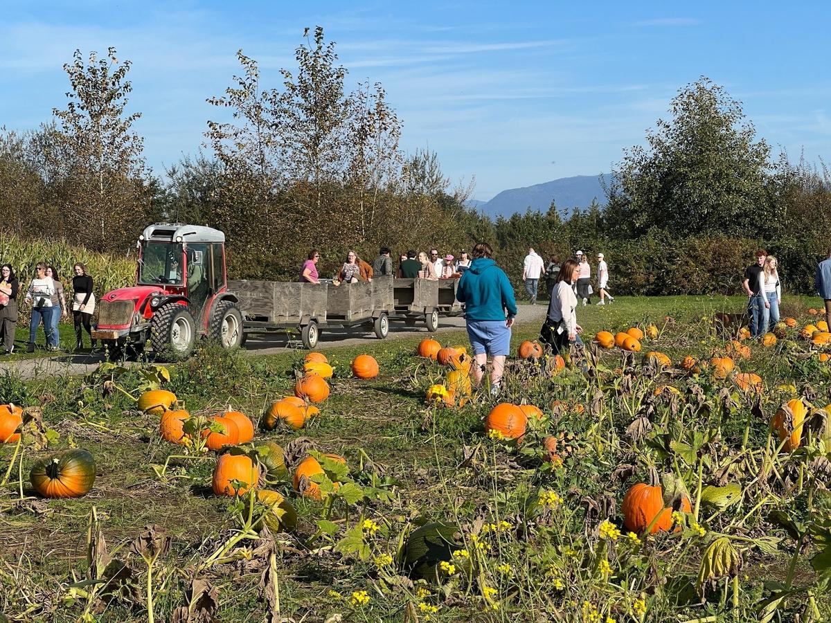 Bellewood Farms and Distillery offers a hands-on experience with U-pick pumpkins sold by weight at 6140 Guide Meridian north of Bellingham.