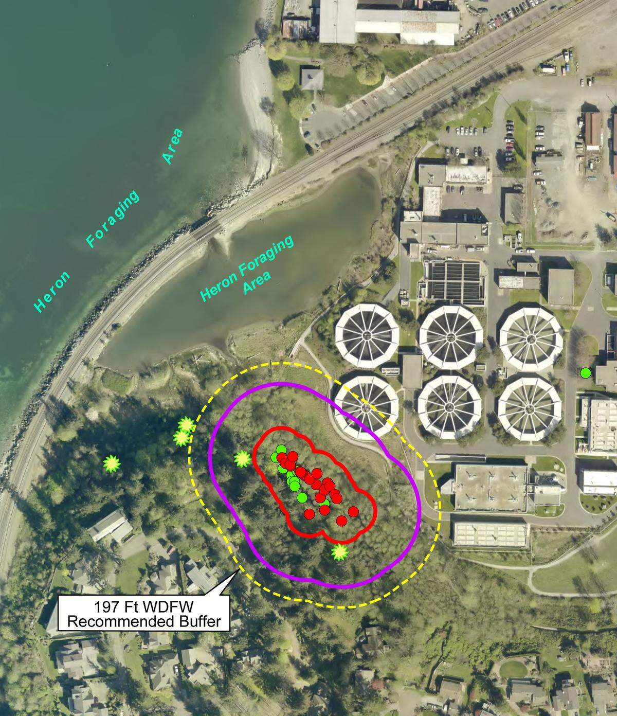 A map shows the great blue heron colony adjacent to the Post Point Lagoon and the city’s wastewater treatment plant in Bellingham. The yellow line represents a 197-foot buffer around the colony that is recommended by the Washington Department of Fish and Wildlife. The purple line is a 100-foot non-disturbance buffer, while the red line circles the colony’s core. The solid red dots are trees where there were active nests in 2018, and the solid green dots are previous nest trees. The flowery green/yellow dots are trees where they roost.