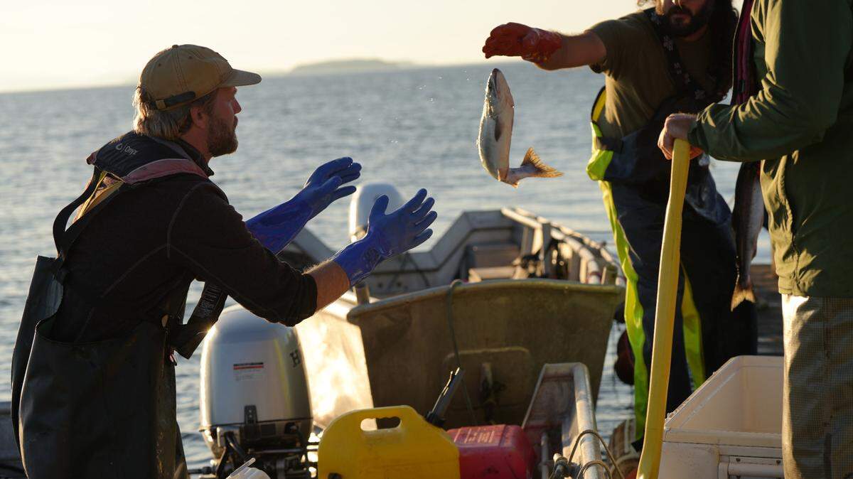 Roger Kubalek, right, tosses a salmon to Matt Keiper, left. The fish will be put on ice and brought back to the land after a long day of reef net fishing off Lummi Island on Sept. 14, 2023.