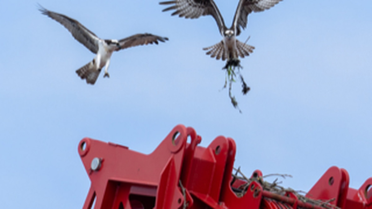 Ospreys attempted to nest on a crane along Fairhaven’s waterfront in 2023 in Bellingham, Wash.