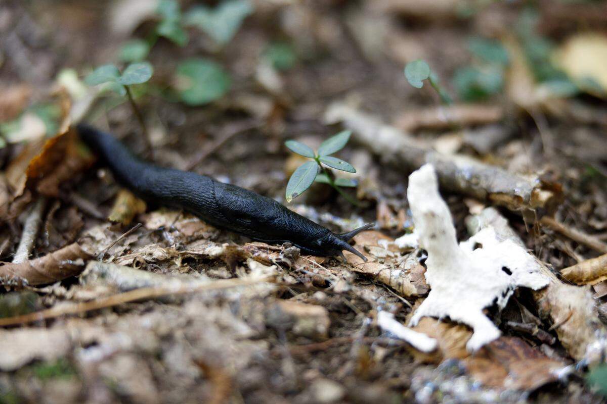 European Black Slug