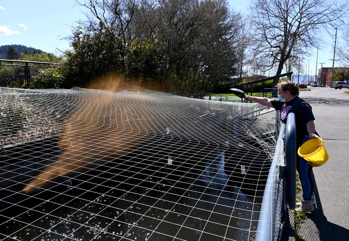 Kaydence Kane, a student at Bellingham Technical College, feeds salmon that will be eventually released into Whatcom Creek on Tuesday, April 13, at the school’s hatchery at Maritime Heritage Park in Bellingham.