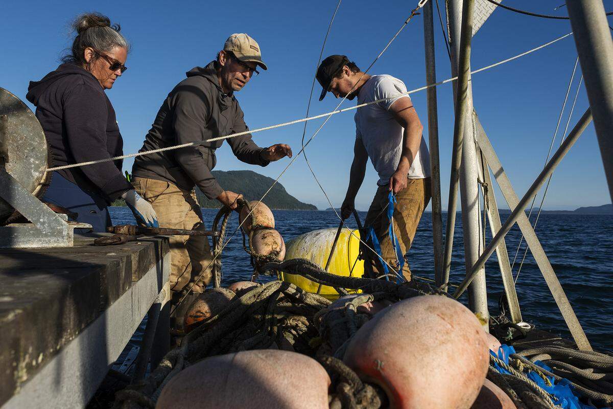 Reef-net fishing operations at Lummi Island Wild, a Whatcom County fishery focused on clean, fresh and local fish products.