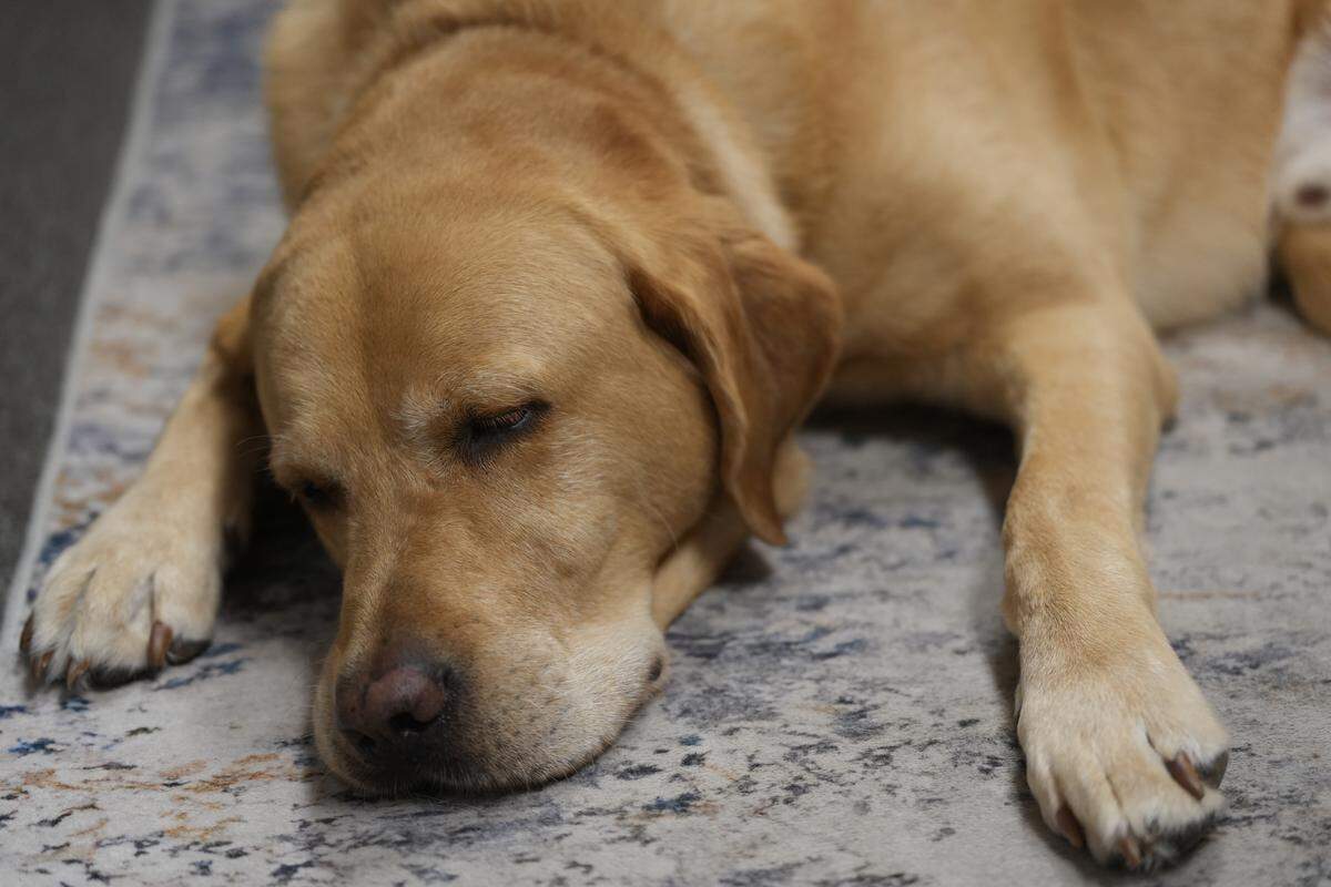 Davie naps in the courthouse on Nov. 21.