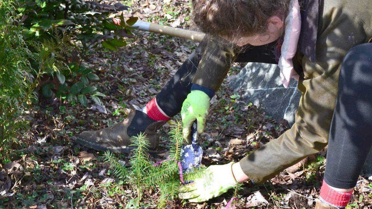 A volunteer with the nonprofit Whatcom Million Trees Project digs out a seedling from a resident’s yard in Bellingham on March 4. The nonprofit asks community members to donate unwanted seedlings, as well as grow trees at home.