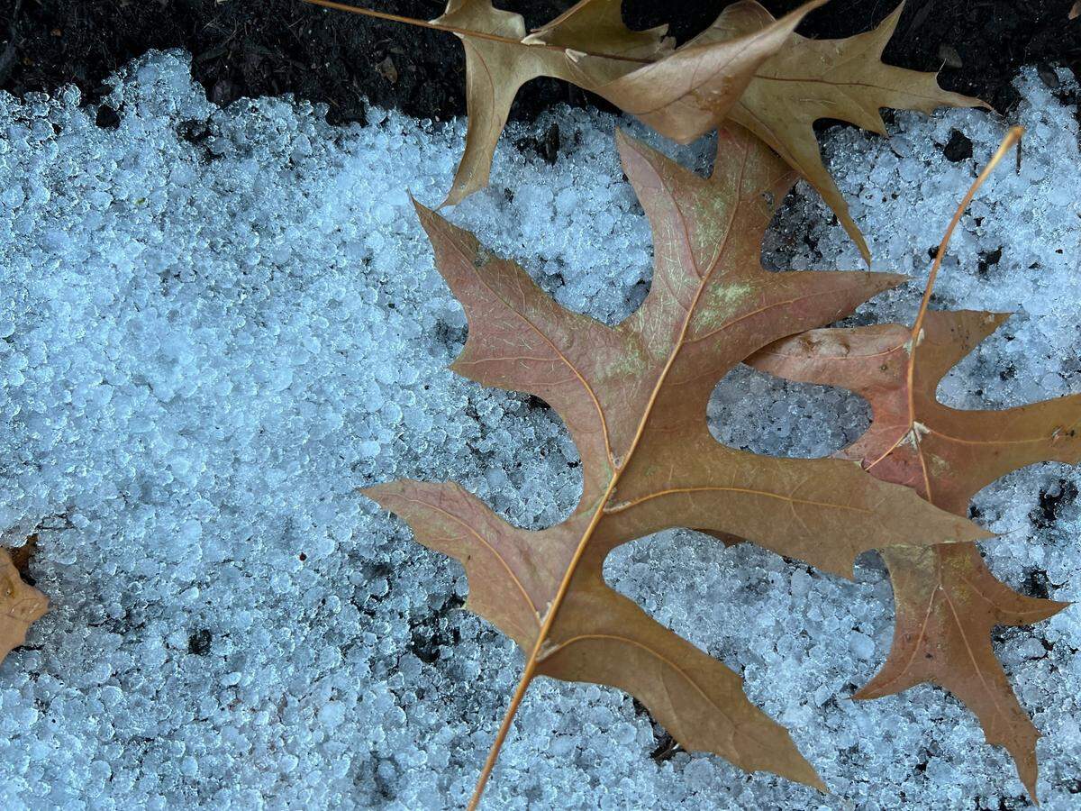 Graupel, a kind of soft hail, fell across large sections of Bellingham and lowland Whatcom County in the early morning hours of Monday, Nov. 28, including this patch near Magnolia Street and Cornwall Avenue in downtown Bellingham.