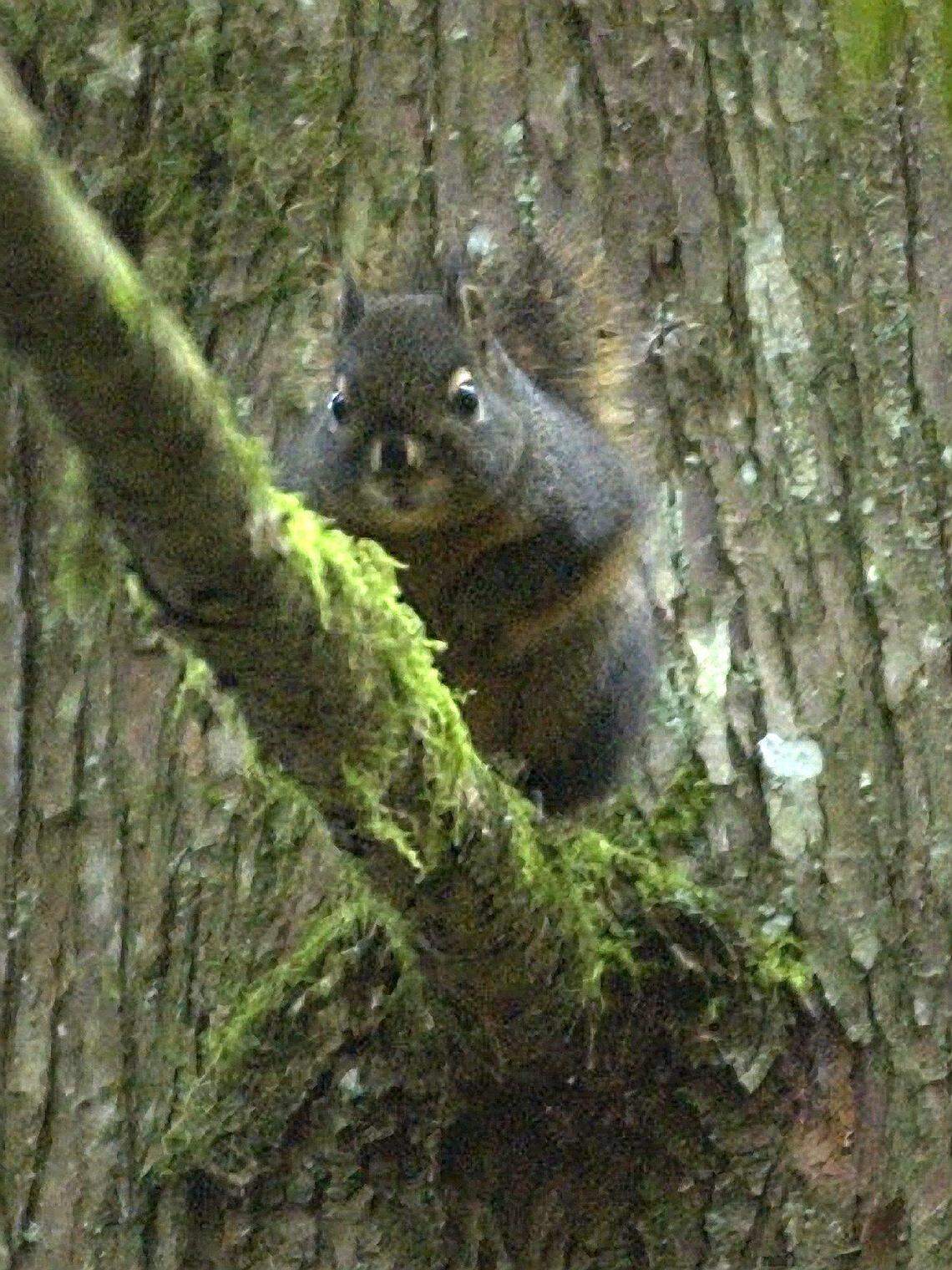 Douglas squirrels are found from the forests of Northern California into British Columbia.