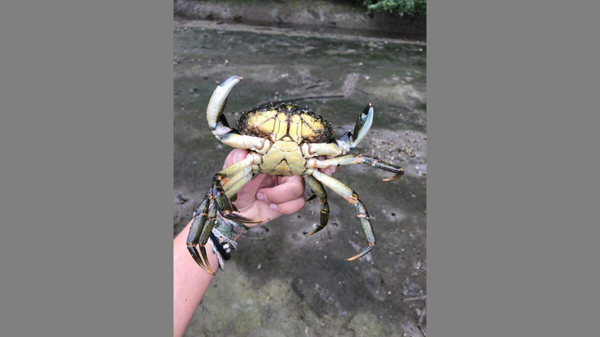 Three live, invasive European green crabs were trapped in July 2019 in Chuckanut Bay, Wash.
