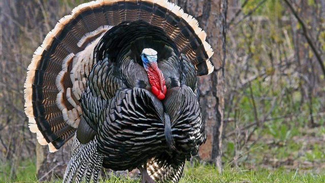 Some spring hunting canceled in Washington because of coronavirus