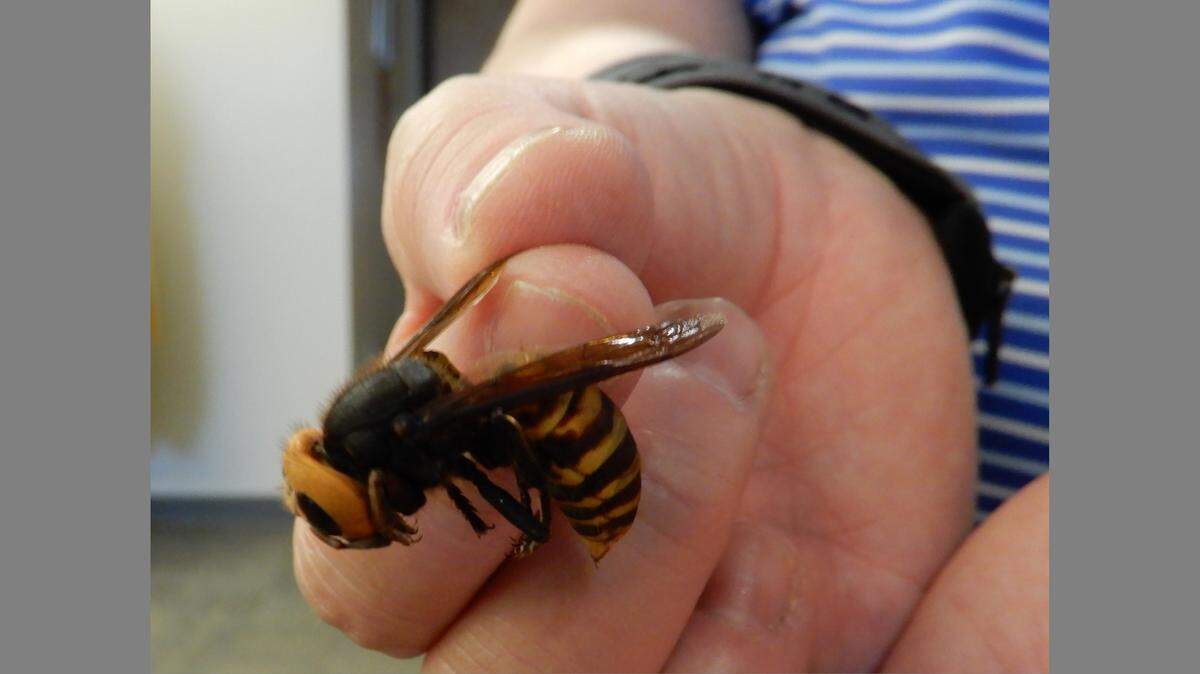 One Asian giant hornet was found Dec. 8, 2019, in Blaine, marking the first time the invasive pest has been found in Washington state. The hornets are usually about 1.5 inches long and distinguished by their large yellow heads.