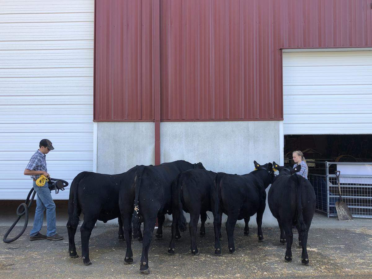 Wyatt Brink, left, blow-dries cattle as Madelyn Brink adjusts show halters before entering the show ring at the Northwest Washington Fair in Lynden, Wash., Tuesday, Aug. 13, 2019.