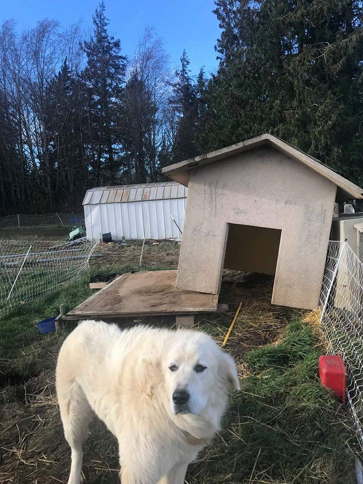 The concrete doghouse for 1-year-old Great Pyrenees, Cooper, blew off its foundation at Misty Meadows Farm near Everson Thursday during the wind storm. The 400-pound doghouse required a tractor to lift it into place, according to owner Melissa Moeller.