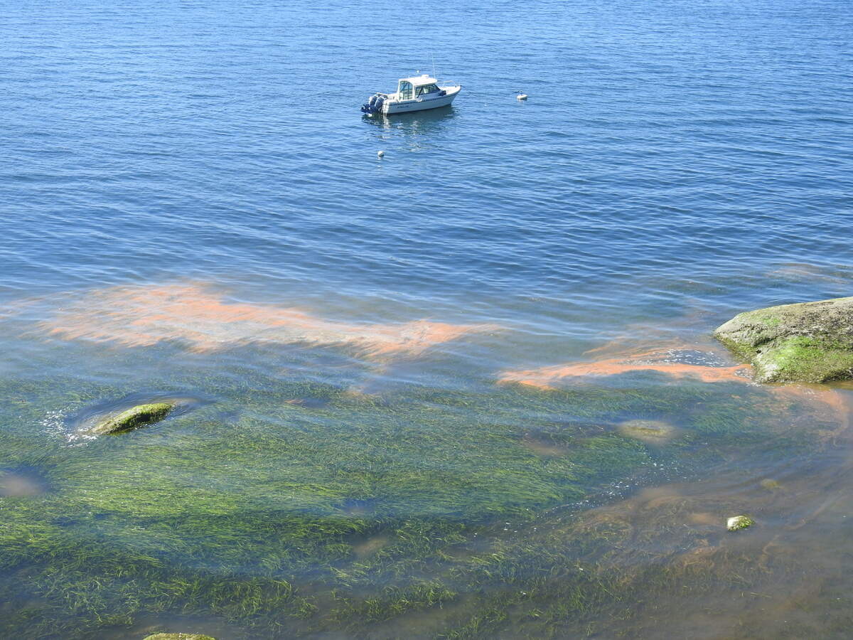 A Noctiluca bloom in Chuckanut Bay creates rusty-red patches in the water on Tuesday, Aug. 4.