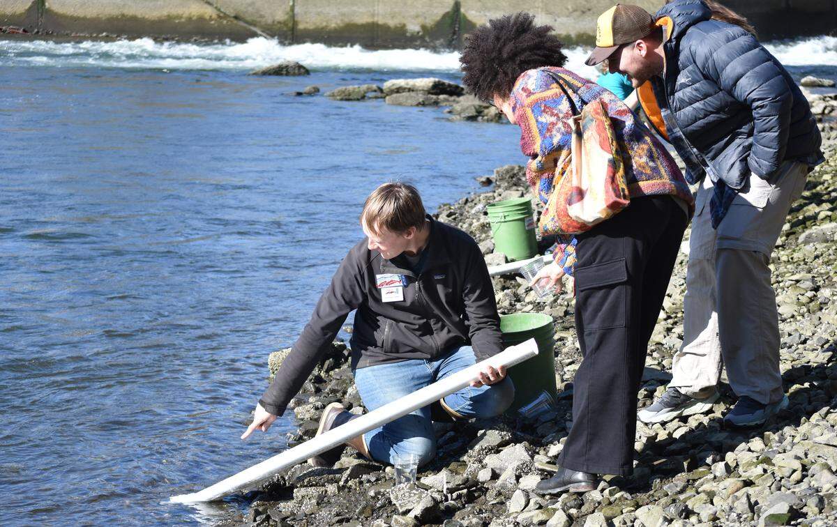Nathan Zabel with the Nooksack Salmon Enhancement Association helps members of the community release salmon fry into Whatcom Creek.