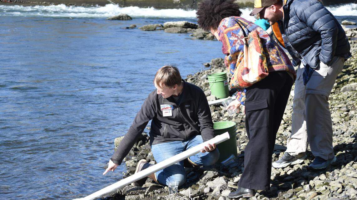 Hundreds of salmon released into Whatcom Creek near Maritime Heritage Park