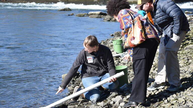 Hundreds of salmon released into Whatcom Creek near Maritime Heritage Park